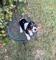 Missy (Beaglier), a female Cavalier King Charles Spaniel for sale in Dalton, GA – 3 of 4