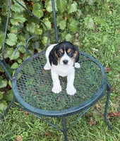 Jasmine (Beaglier), a female Beagle for sale in Dalton, GA – 2 of 3