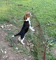 Jazz, a female Beagle for sale in Dalton, GA – 3 of 3