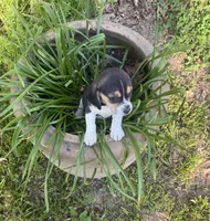 Bessie, a female Beagle for sale in Dalton, GA – Photo 1 of 3