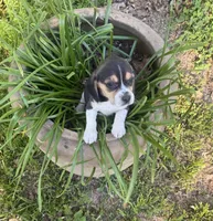 Bessie, a female Beagle for sale in Dalton, GA – Photo 2 of 3