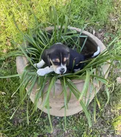 Bessie, a female Beagle for sale in Dalton, GA – Photo 3 of 3