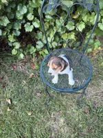 Teddy, a male Beagle for sale in Dalton, GA – 2 of 4