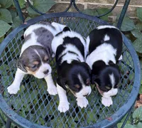 Pearl  (Beaglier), a female Beagle for sale in Dalton, GA – 2 of 2