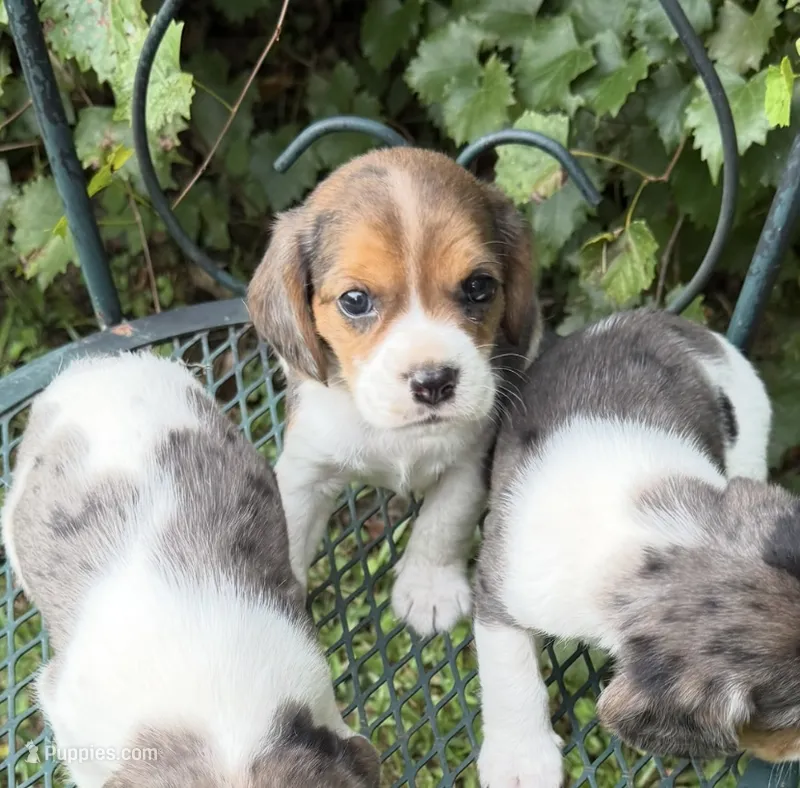 Henry (Beaglier) – Beagle puppy for sale in Dalton, GA
