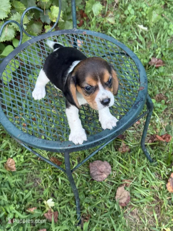 Ollie (Beaglier) – Beagle puppy for sale in Dalton, GA