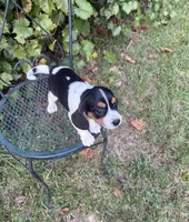 Missy (Beaglier), a female Beagle for sale in Dalton, GA – 3 of 3