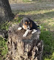 Sam, a male Beagle for sale in Dalton, GA – Photo 4 of 4