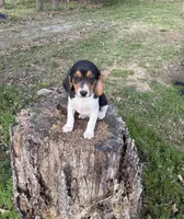 Sam, a male Beagle for sale in Dalton, GA – Photo 2 of 4