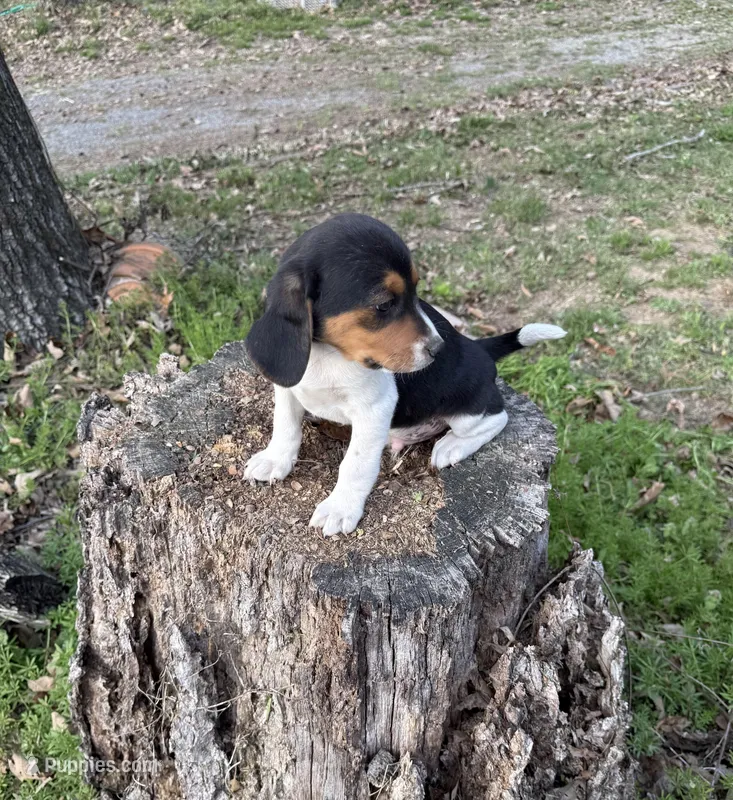 Sam – Beagle puppy for sale in Dalton, GA
