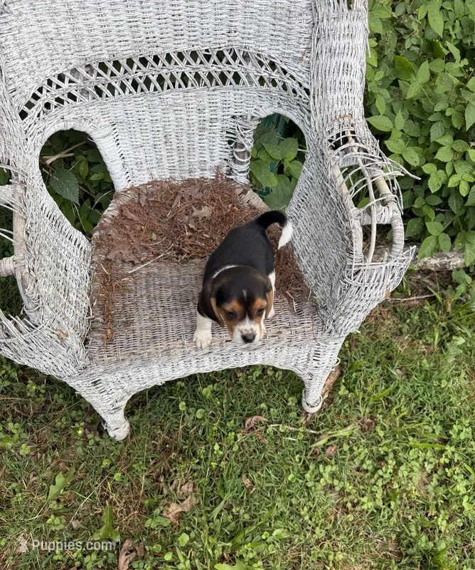 Molly – Beagle puppy for sale in Dalton, GA