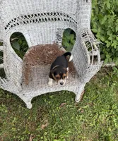 Molly, a female Beagle for sale in Dalton, GA – 1 of 1