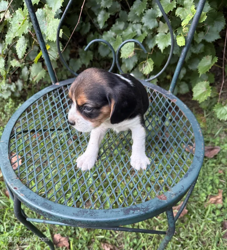 Ollie (Beaglier) – Beagle puppy for sale in Dalton, GA