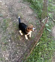 Fancy, a female Beagle for sale in Dalton, GA – 1 of 1