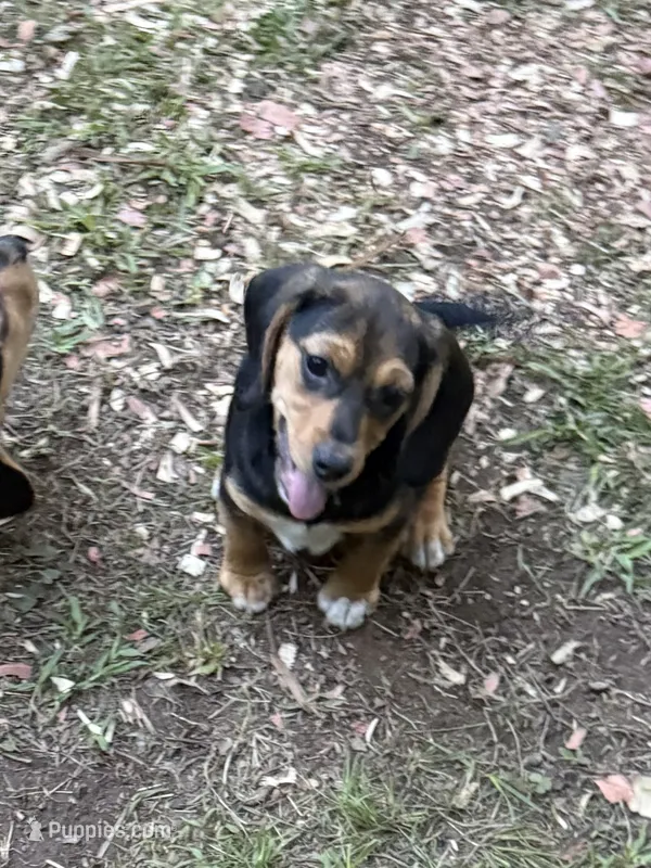 Betsy – Beagle puppy for sale in Dalton, GA
