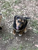 Betsy, a female Beagle for sale in Dalton, GA – 1 of 3