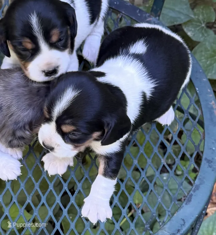 Bailey (Beaglier) – Beagle puppy for sale in Dalton, GA