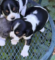 Bailey (Beaglier), a female Beagle for sale in Dalton, GA – 1 of 1