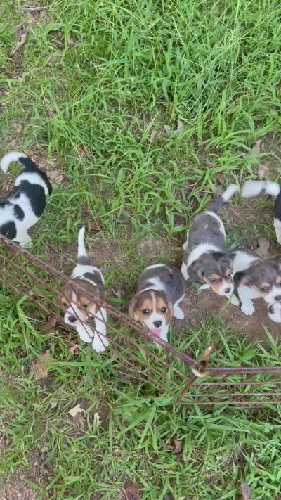 Pearl (Beaglier), a female Cavalier King Charles Spaniel for sale in Dalton, GA – 3 of 3
