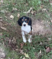 Hanna (Beaglier), a female Beagle for sale in Dalton, GA – 3 of 3
