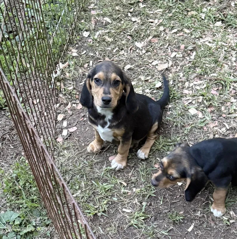 Champ – Beagle puppy for sale in Dalton, GA