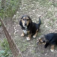 Champ, a male Beagle for sale in Dalton, GA – 1 of 3