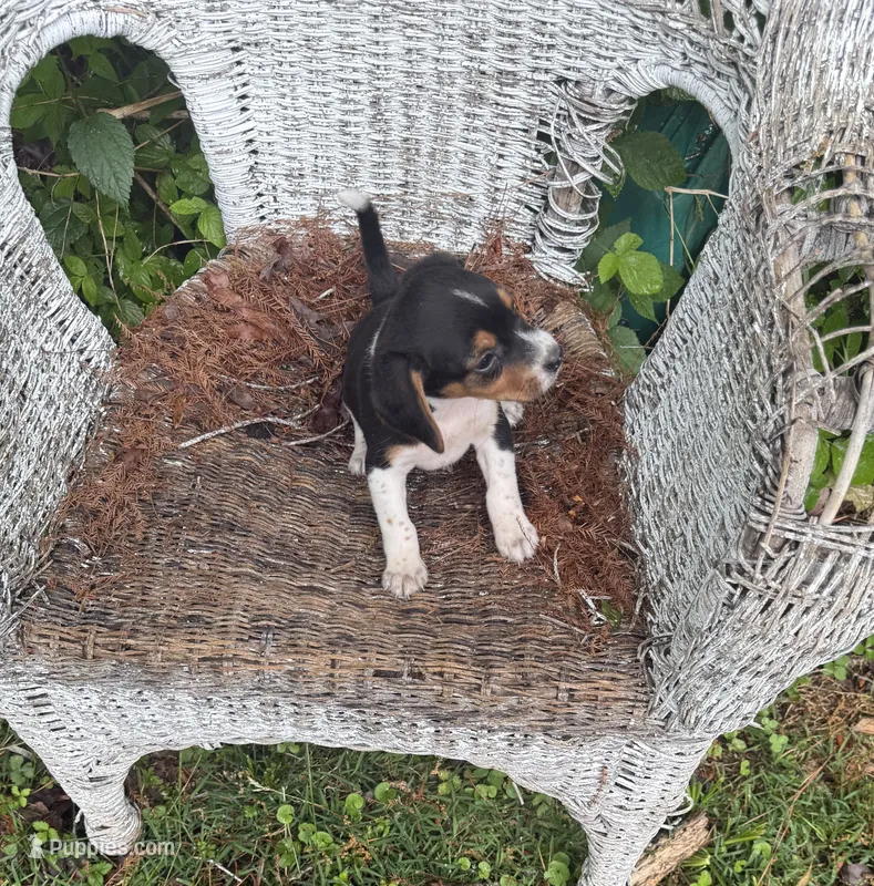 Milo – Beagle puppy for sale in Dalton, GA