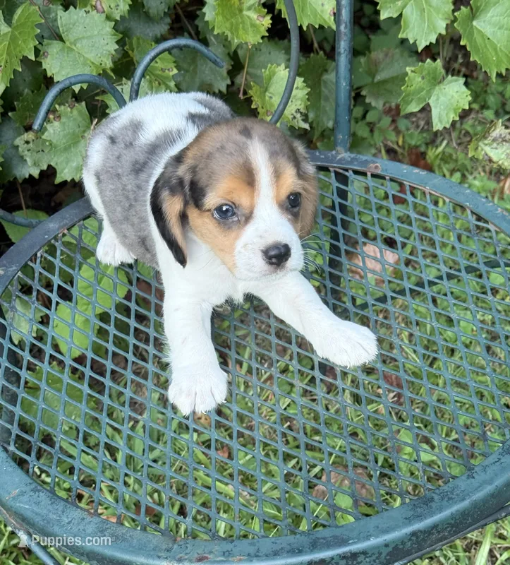 Teddy Bear (Beaglier), a male Cavalier King Charles Spaniel for sale in Dalton, GA – 1 of 5
