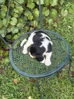 Jasmine (Beaglier), a female Beagle for sale in Dalton, GA – 3 of 3