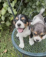 Bailey (Beaglier), a female Cavalier King Charles Spaniel for sale in Dalton, GA – 2 of 2
