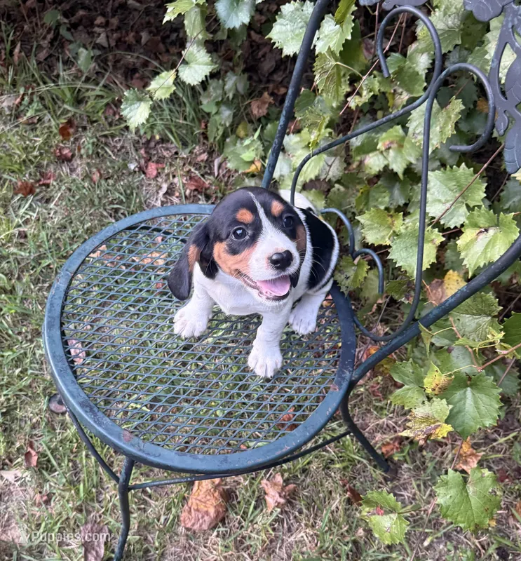 Molly (Beaglier) – Beagle puppy for sale in Dalton, GA