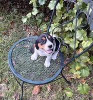 Molly (Beaglier), a female Beagle for sale in Dalton, GA – 1 of 3