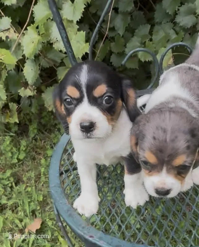 Bailey (Beaglier) – Beagle puppy for sale in Dalton, GA