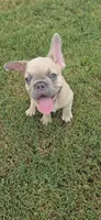 S ruffy, a male French Bulldog for sale in Silver Springs, FL – 3 of 4