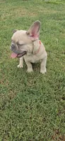 S ruffy, a male French Bulldog for sale in Silver Springs, FL – 2 of 4