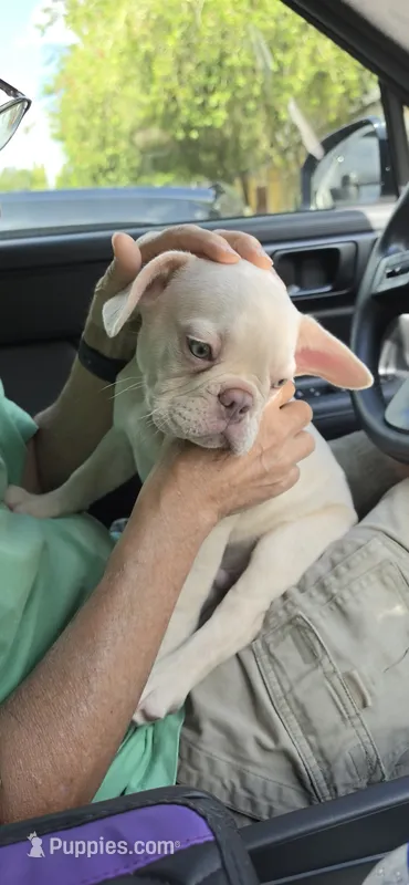 Ivan – French Bulldog puppy for sale in Silver Springs, FL