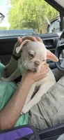 Ivan, a male French Bulldog for sale in Silver Springs, FL – 1 of 2