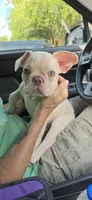 Ivan, a male French Bulldog for sale in Silver Springs, FL – 2 of 2