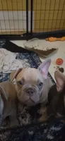 Indy, a male French Bulldog for sale in Silver Springs, FL – 2 of 7