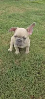 S ruffy, a male French Bulldog for sale in Silver Springs, FL – 4 of 4