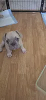 Indy, a male French Bulldog for sale in Silver Springs, FL – 5 of 7