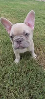 Indy, a male French Bulldog for sale in Silver Springs, FL – 3 of 7