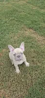 Indy, a male French Bulldog for sale in Silver Springs, FL – 7 of 7