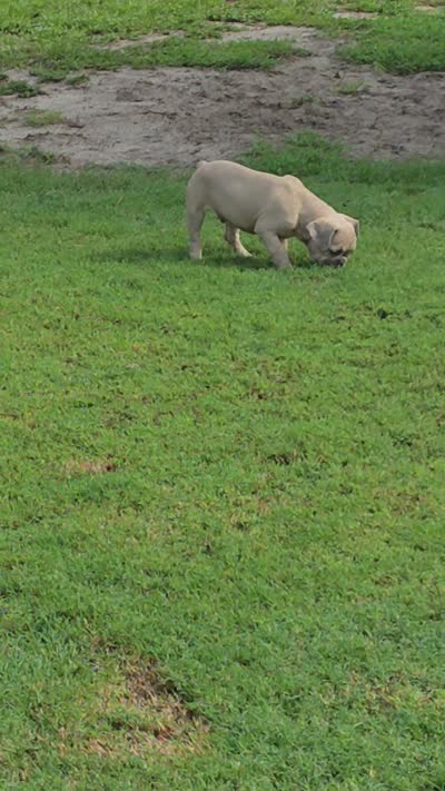 Scruffy, a male French Bulldog for sale in Silver Springs, FL – 5 of 5
