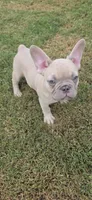 Indy, a male French Bulldog for sale in Silver Springs, FL – 4 of 7