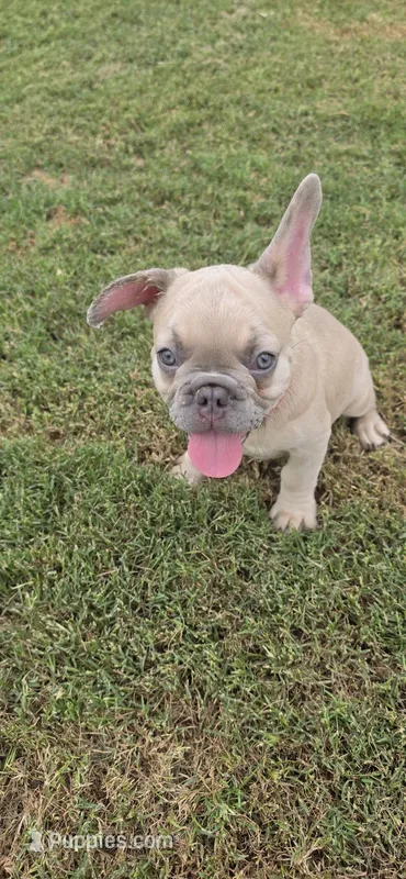 S ruffy – French Bulldog puppy for sale in Silver Springs, FL
