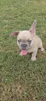 S ruffy, a male French Bulldog for sale in Silver Springs, FL – 1 of 4