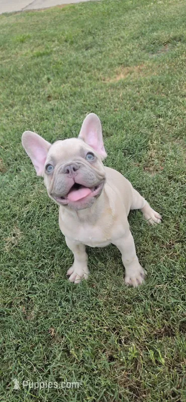 Indy – French Bulldog puppy for sale in Silver Springs, FL