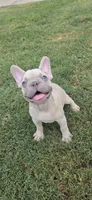 Indy, a male French Bulldog for sale in Silver Springs, FL – 1 of 7