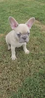 Indy, a male French Bulldog for sale in Silver Springs, FL – 6 of 7